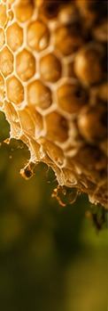 Honeybee and hive removal visual